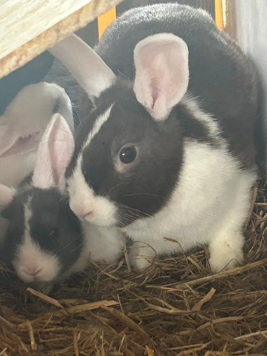 Pet rabbits - Image 1