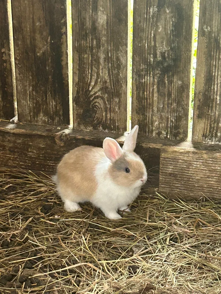 Pet rabbits - Image 2