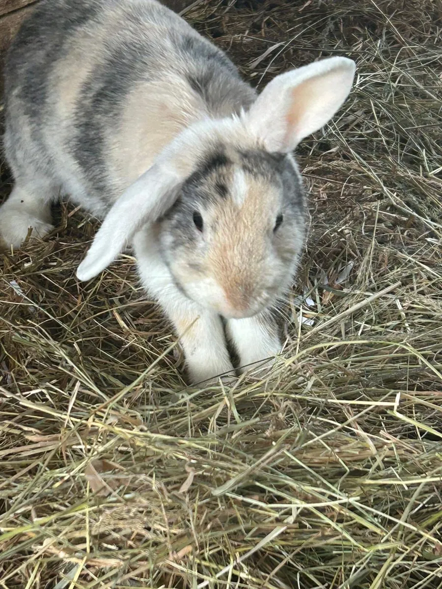 Pet rabbits - Image 4