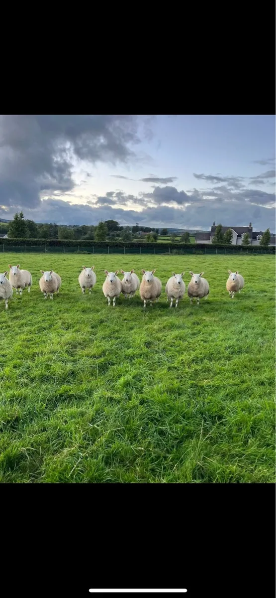 Pedigree registered Cheviot ram lambs - Image 1