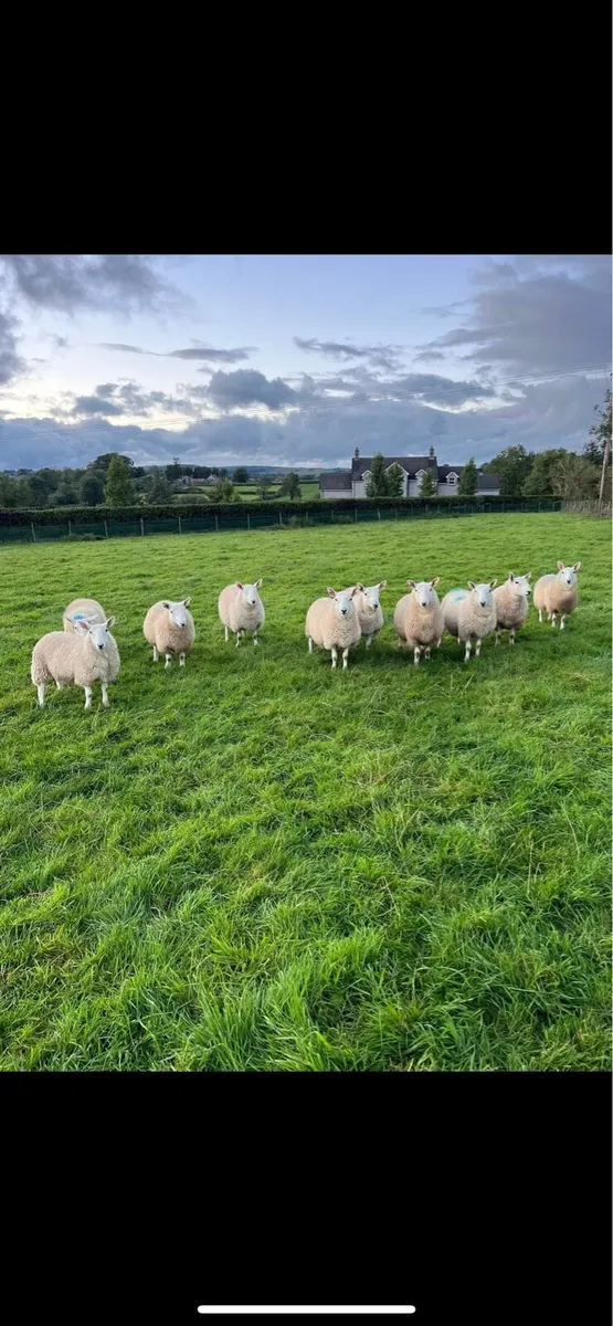 Pedigree registered Cheviot ram lambs - Image 2