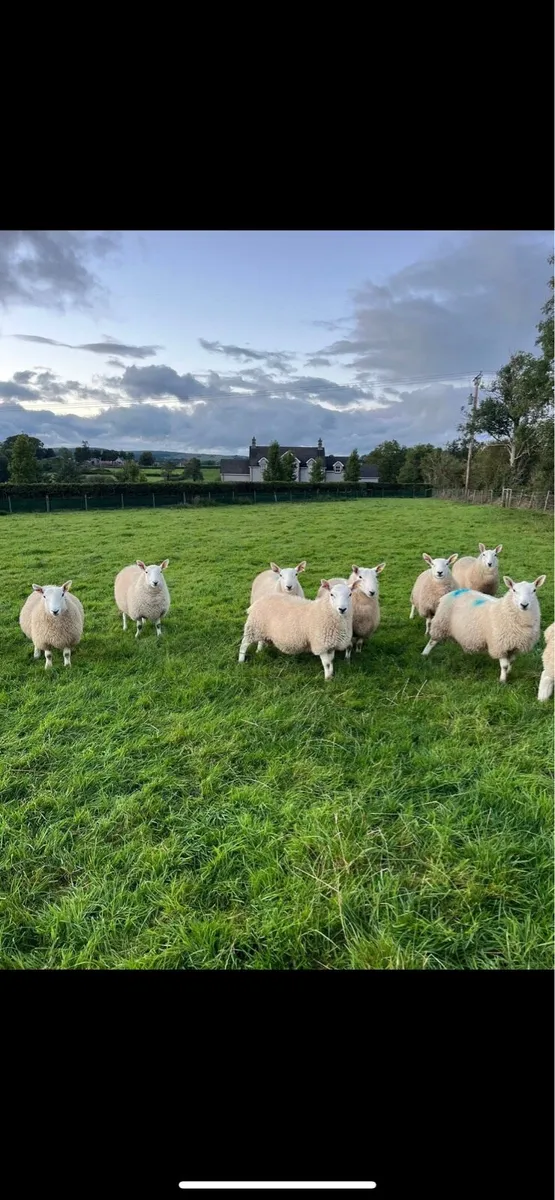 Pedigree registered Cheviot ram lambs - Image 3