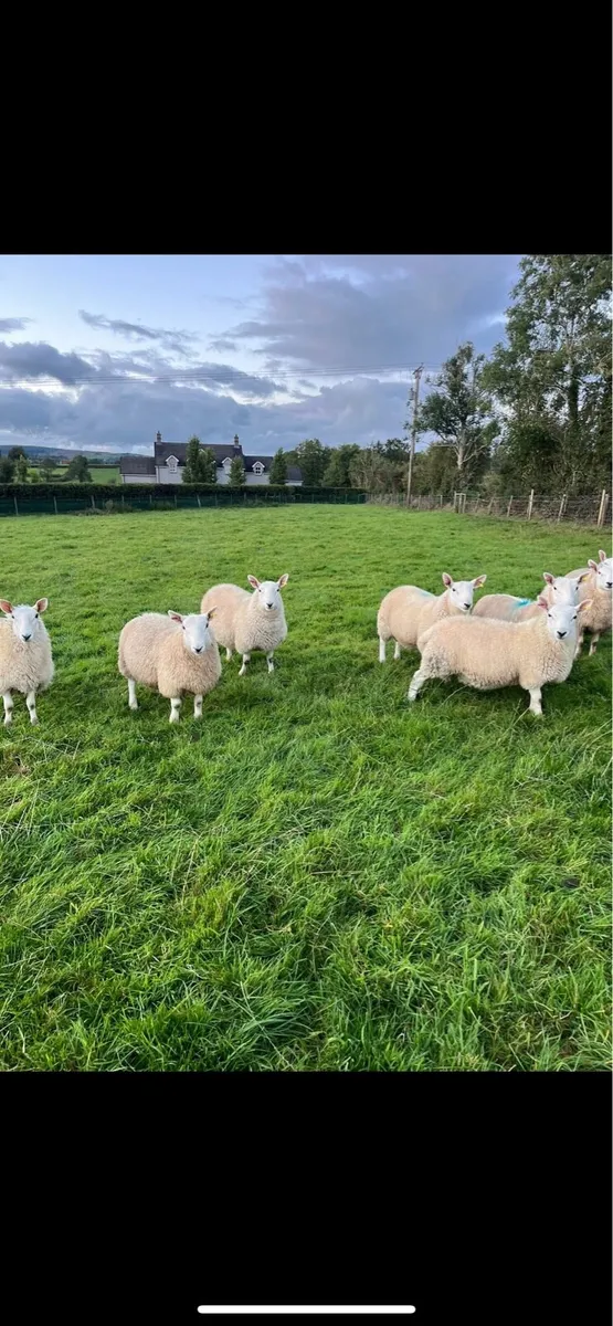 Pedigree registered Cheviot ram lambs - Image 4