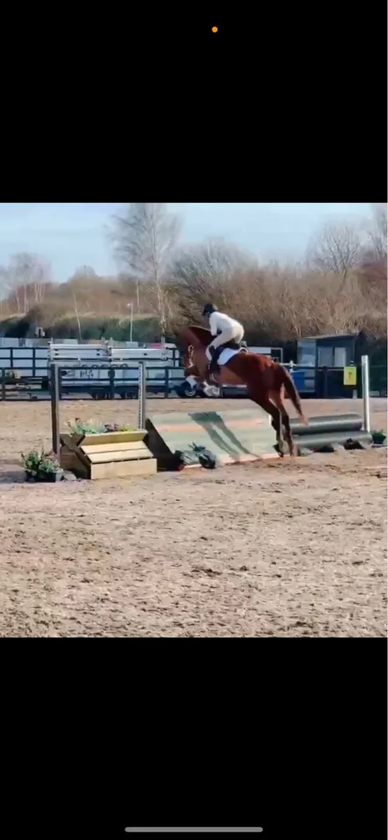 17.2h sports horse - Image 2