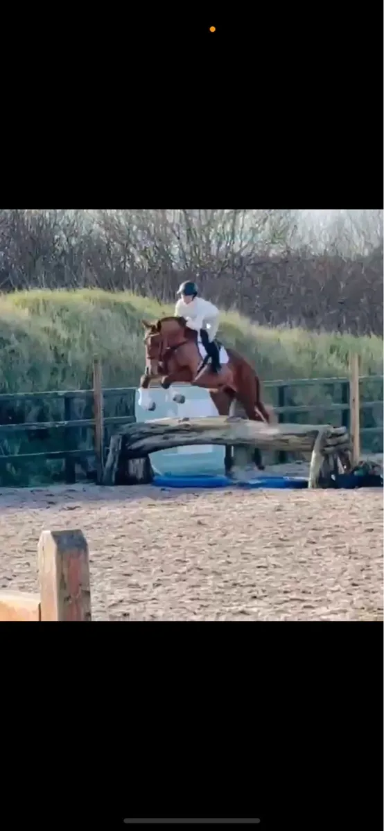 17.2h sports horse - Image 3