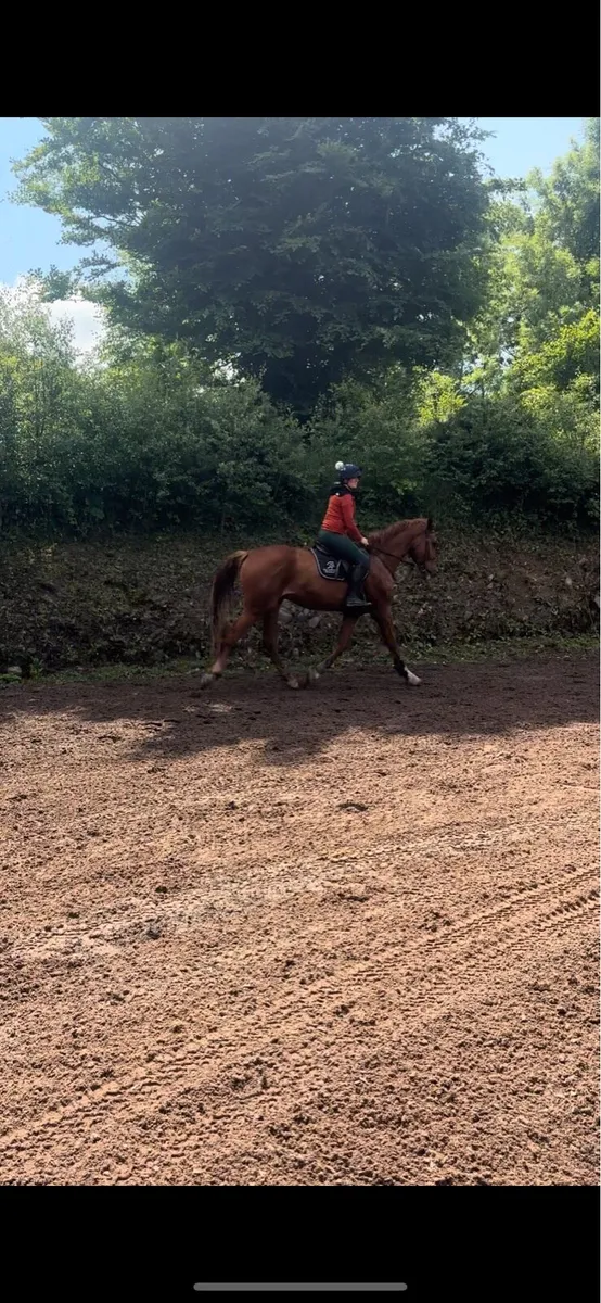 17.2h sports horse - Image 4