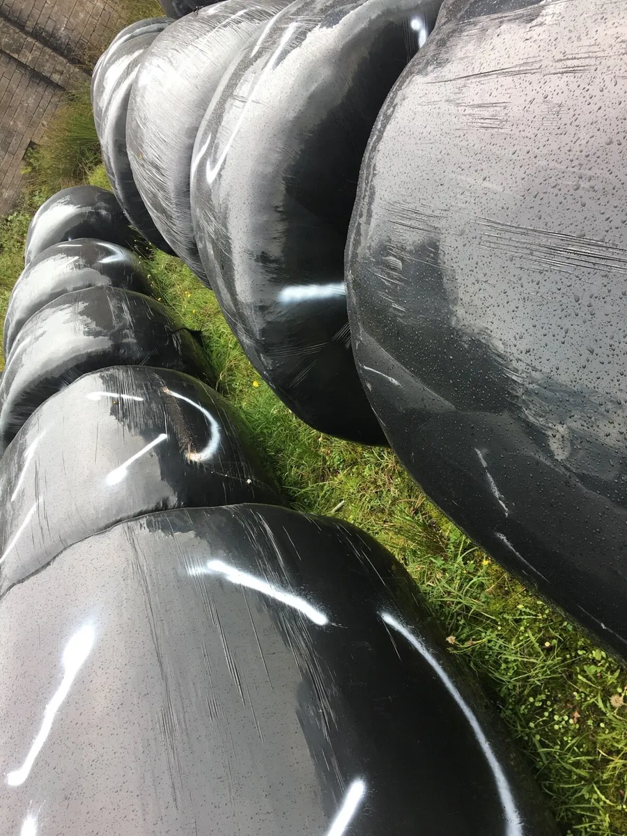 25 silage bales (2025) - Image 2