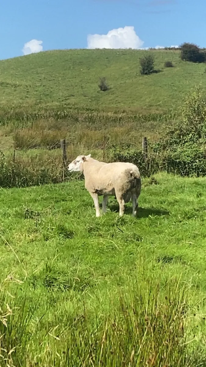Texel ram - Image 2