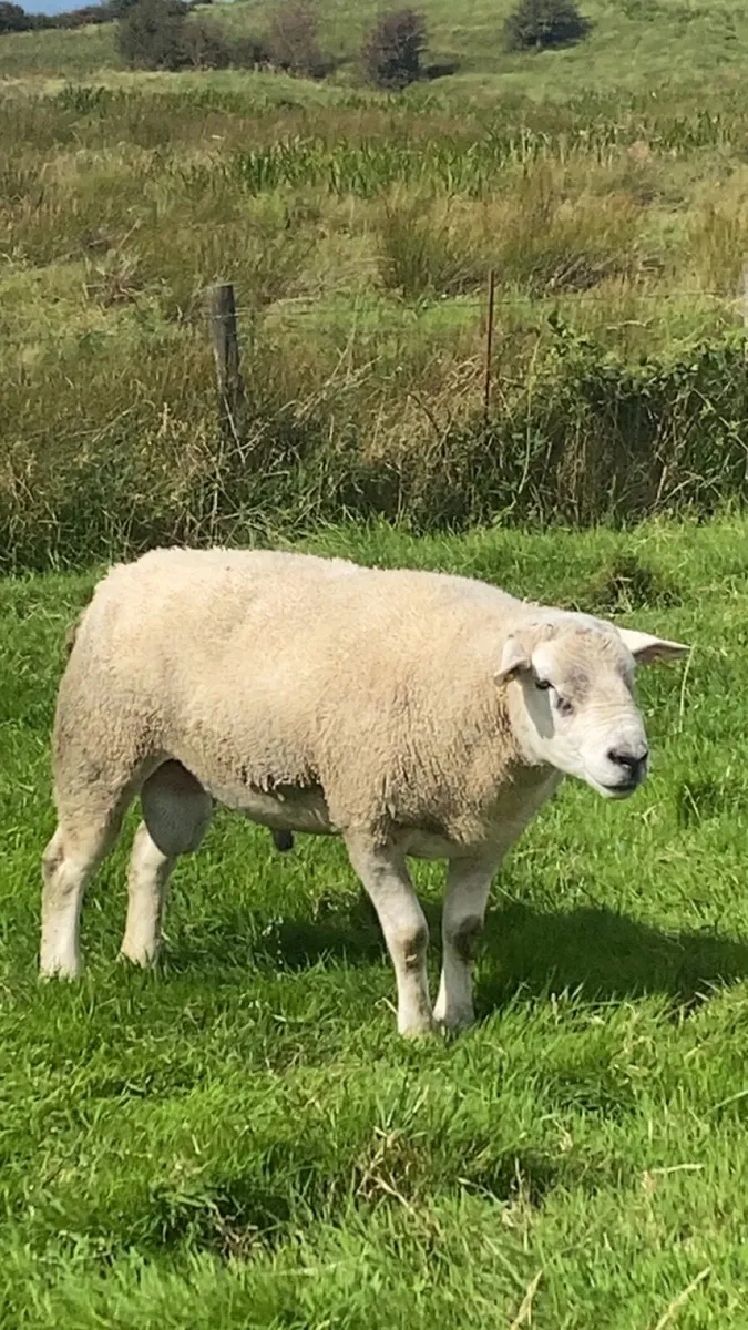 Texel ram - Image 1