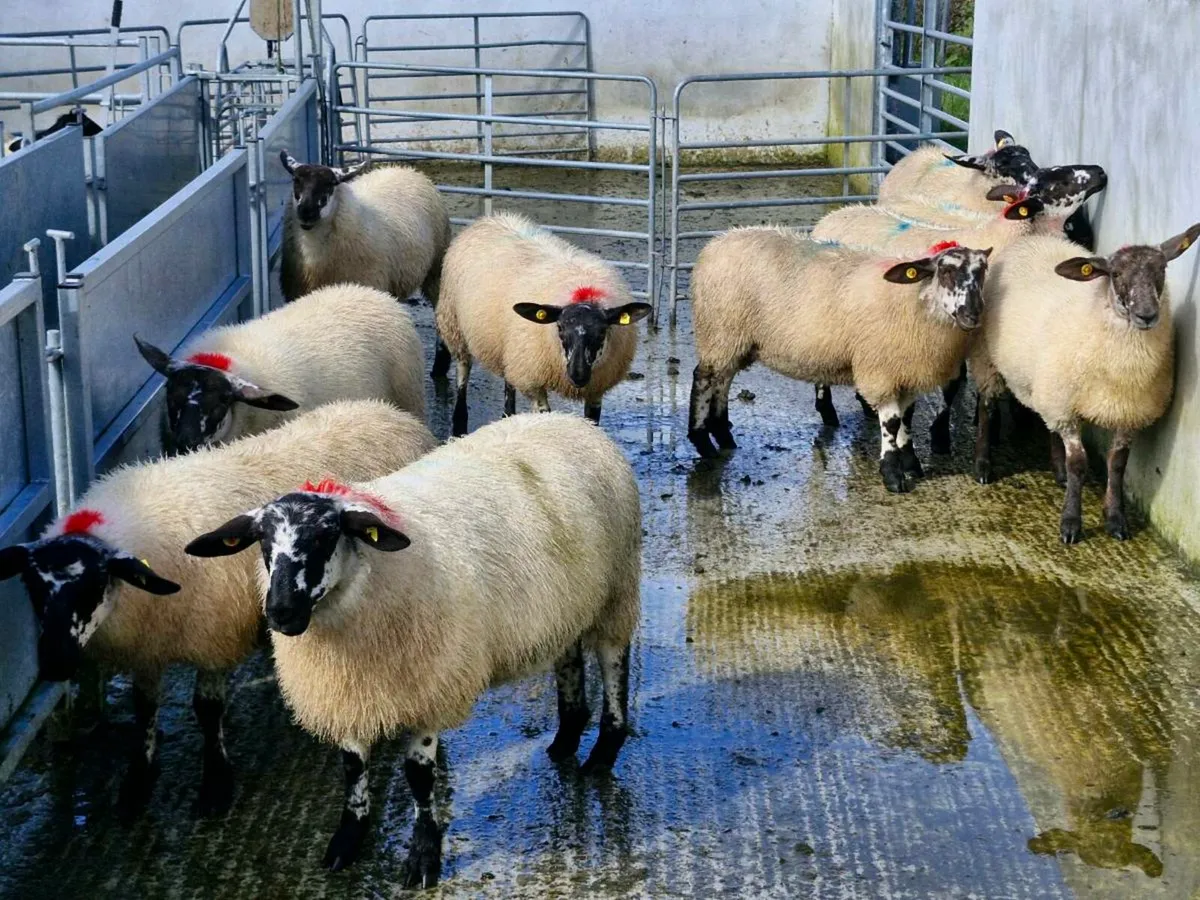 Milford Cross Ewe Lambs - Image 3