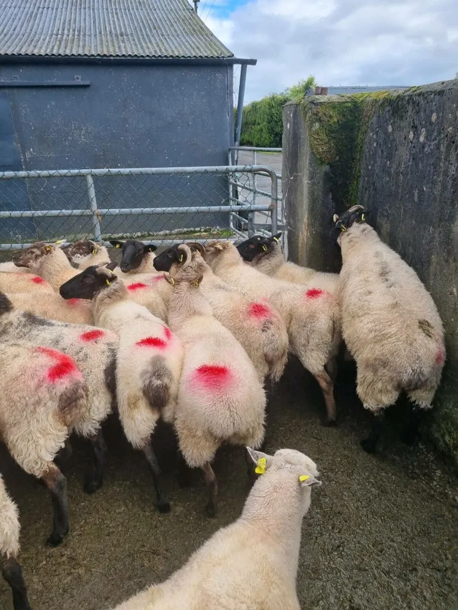 Organic hoggets - Image 2