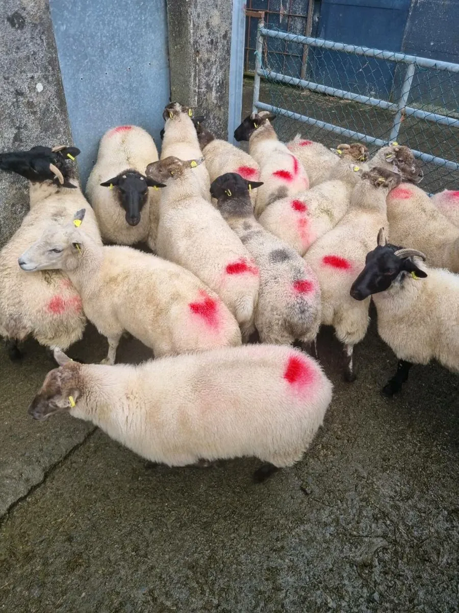 Organic hoggets - Image 3