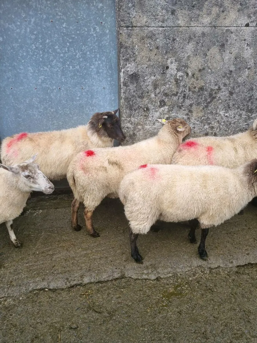 Organic hoggets - Image 4