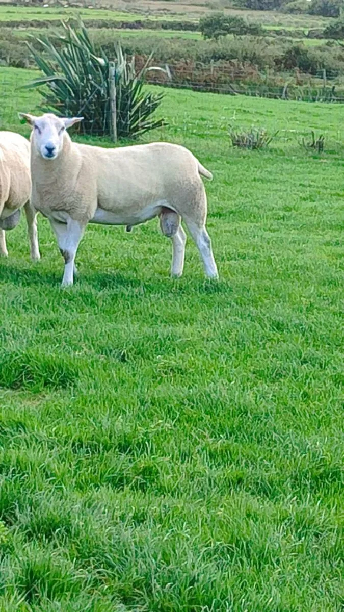 Pedigree Lleyn Ram's - Image 2