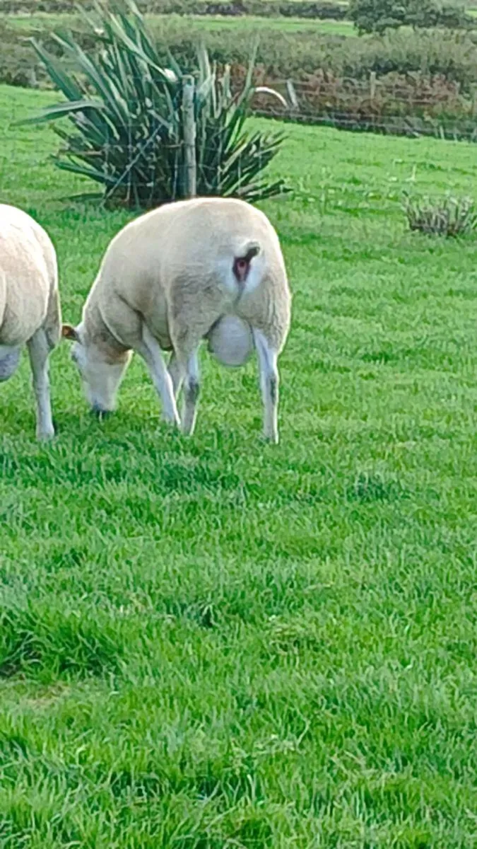 Pedigree Lleyn Ram's - Image 3