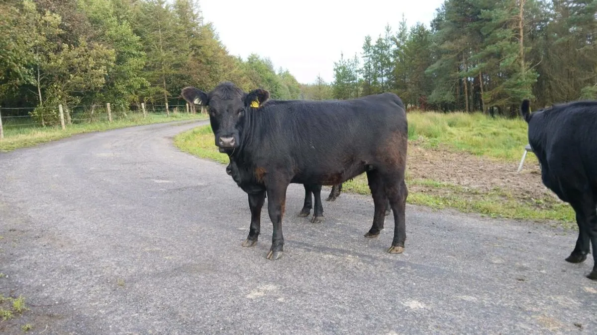 pedigree Angus heifers - Image 2