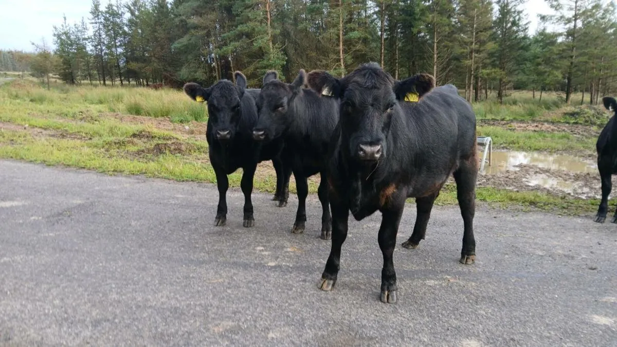 pedigree Angus heifers - Image 3
