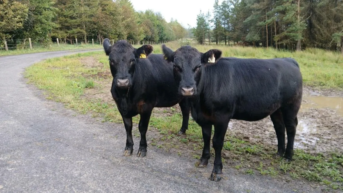 pedigree Angus heifers - Image 4