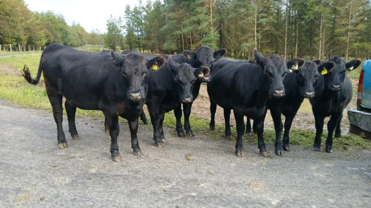 pedigree Angus heifers - Image 1