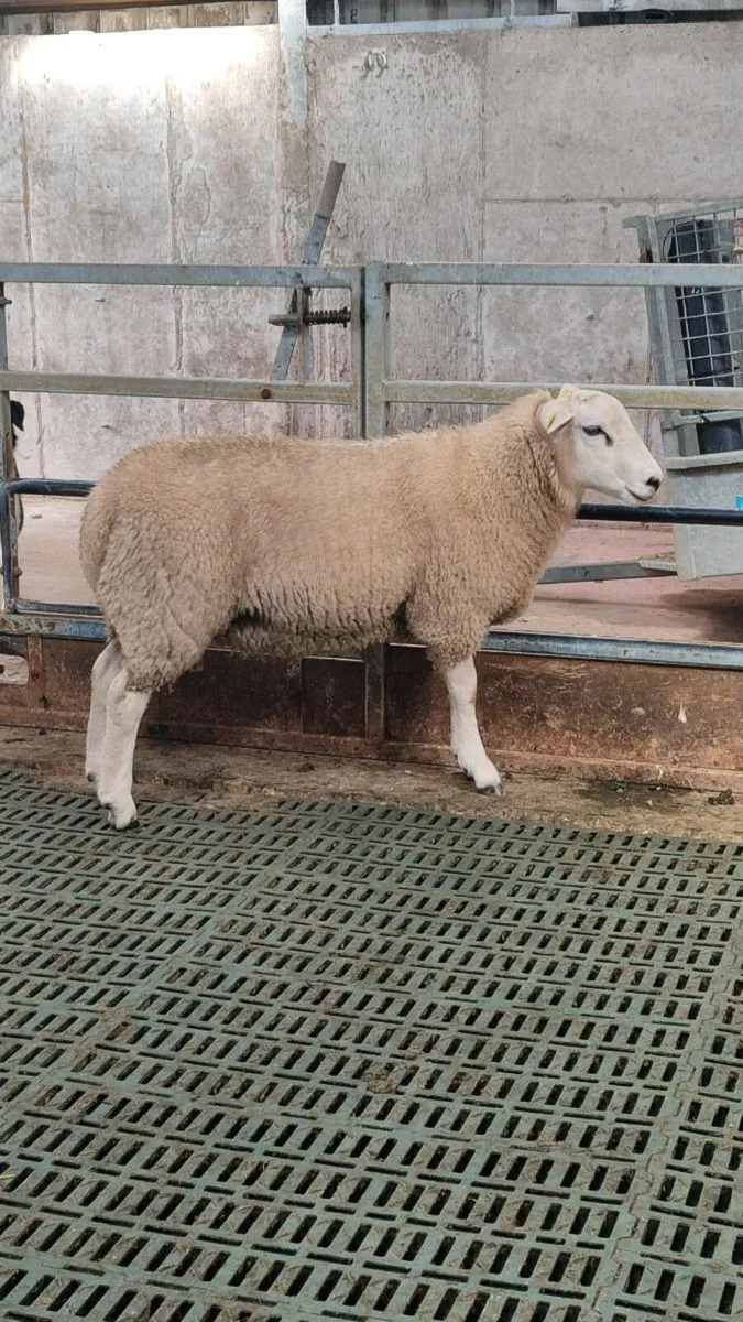 Pedigree Lleyn Ram's - Image 4