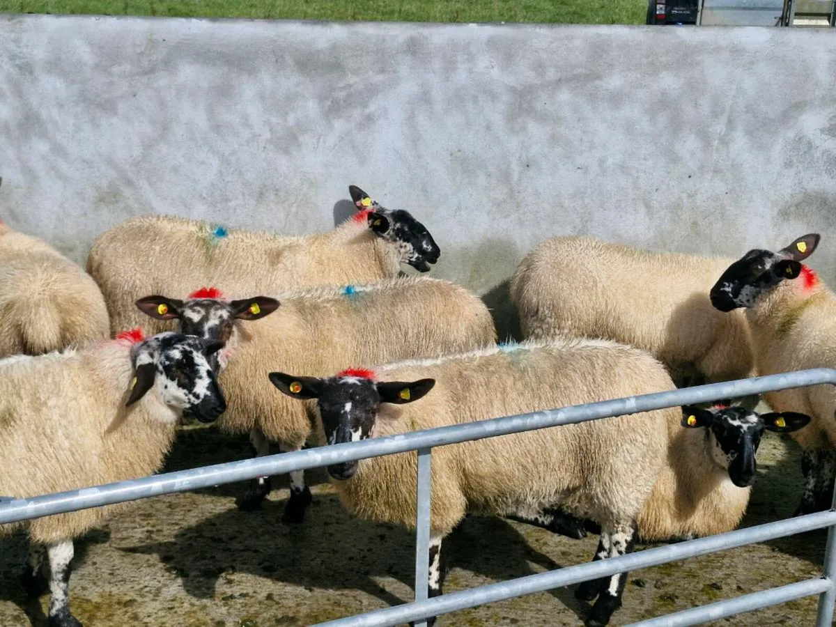 Milford Cross Ewe Lambs - Image 1