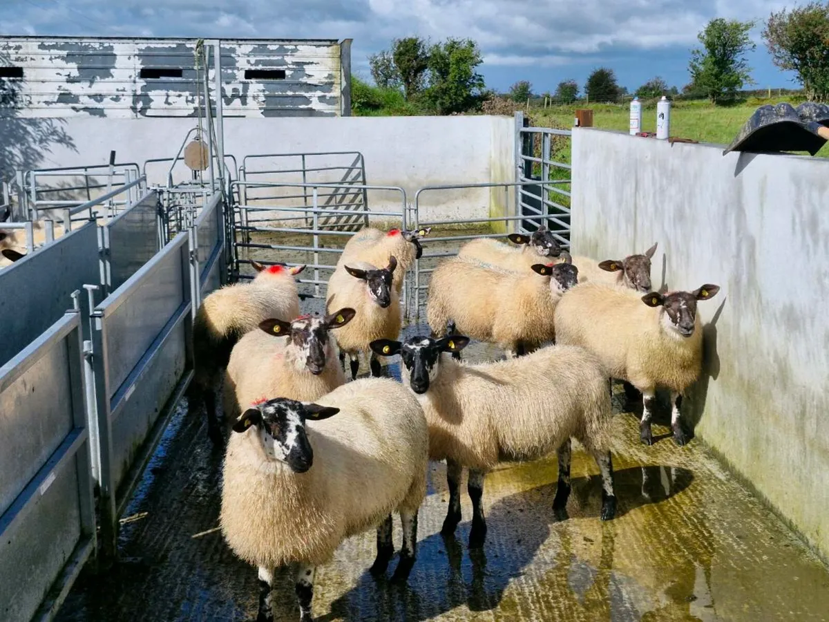 Milford Cross Ewe Lambs - Image 4