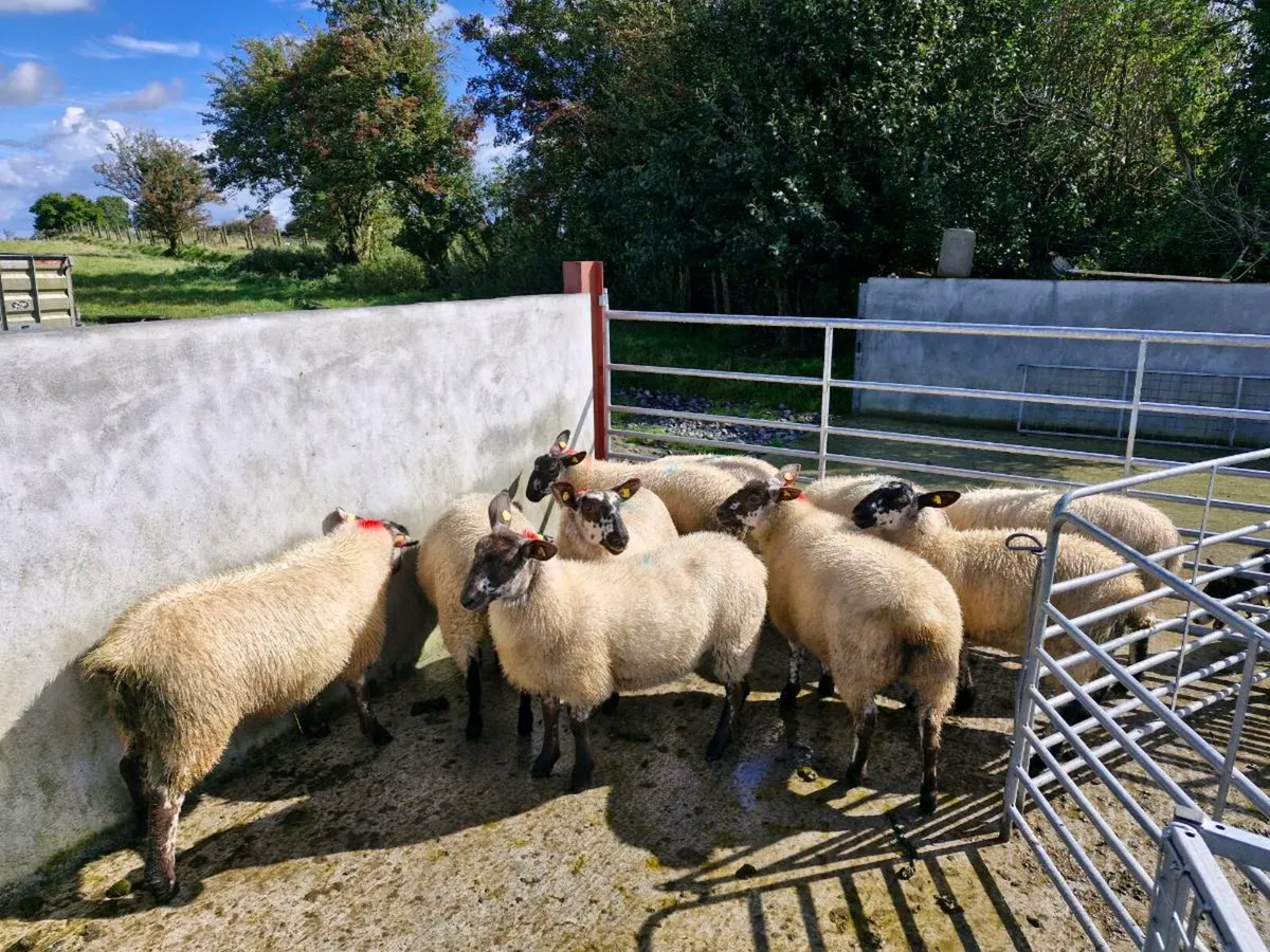 Milford Cross Ewe Lambs - Image 2