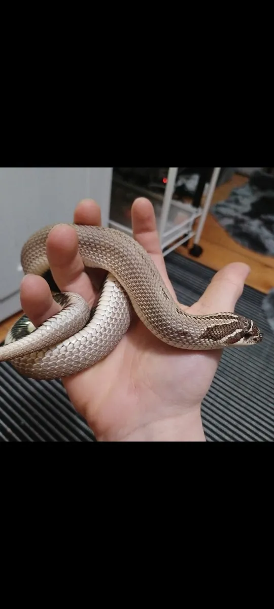 Adult Female Hognose Snake Super Anaconda Morph - Image 1