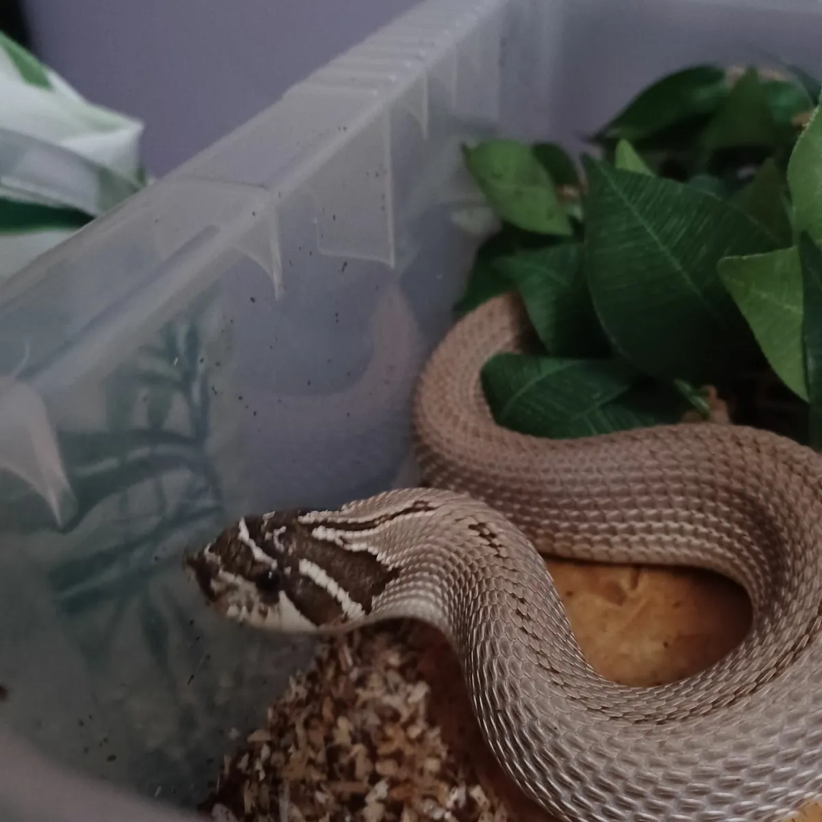 Adult Female Hognose Snake Super Anaconda Morph - Image 2