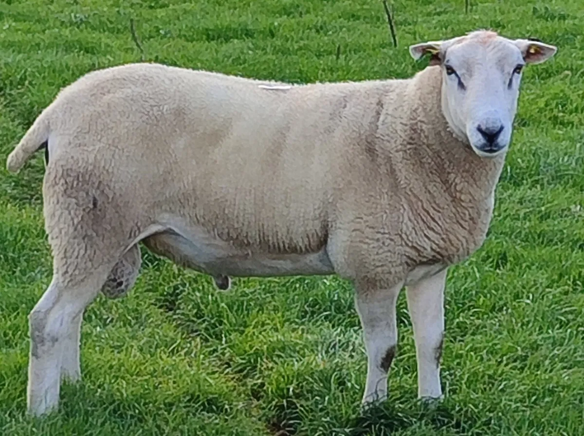 Pedigree Lleyn Ram's - Image 1