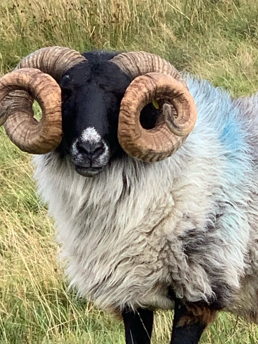 Mayo Mountain Blackface Rams - Image 1