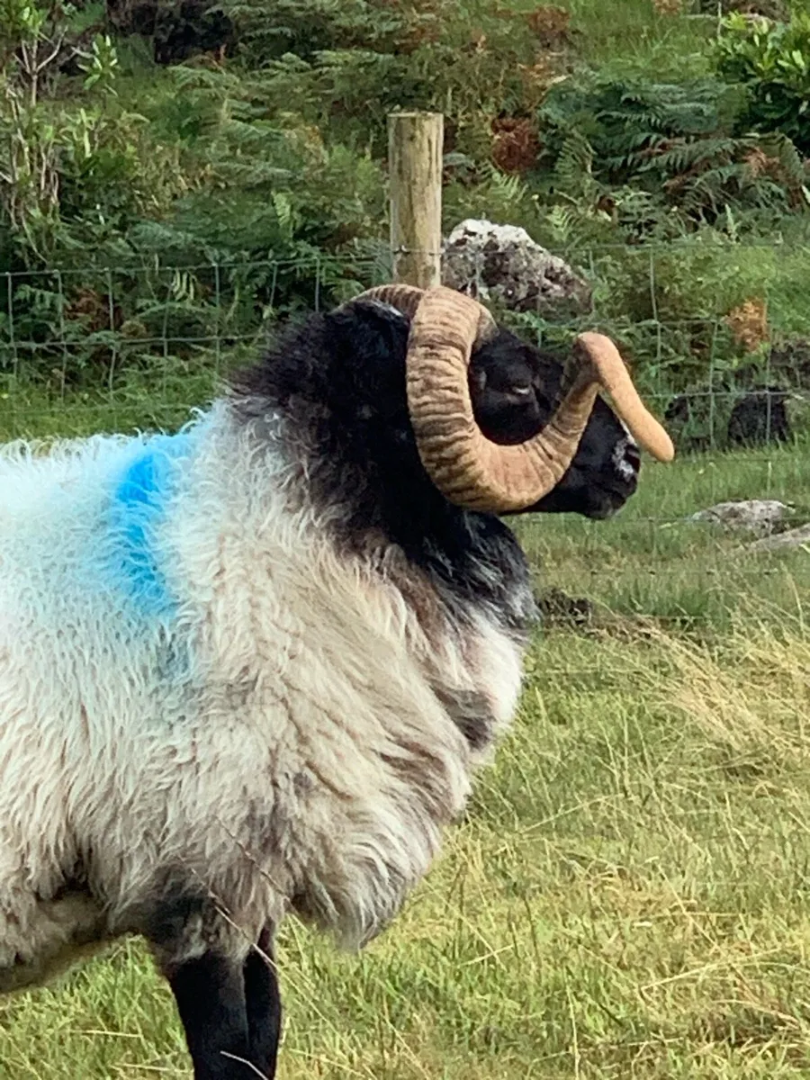 Mayo Mountain Blackface Rams - Image 4
