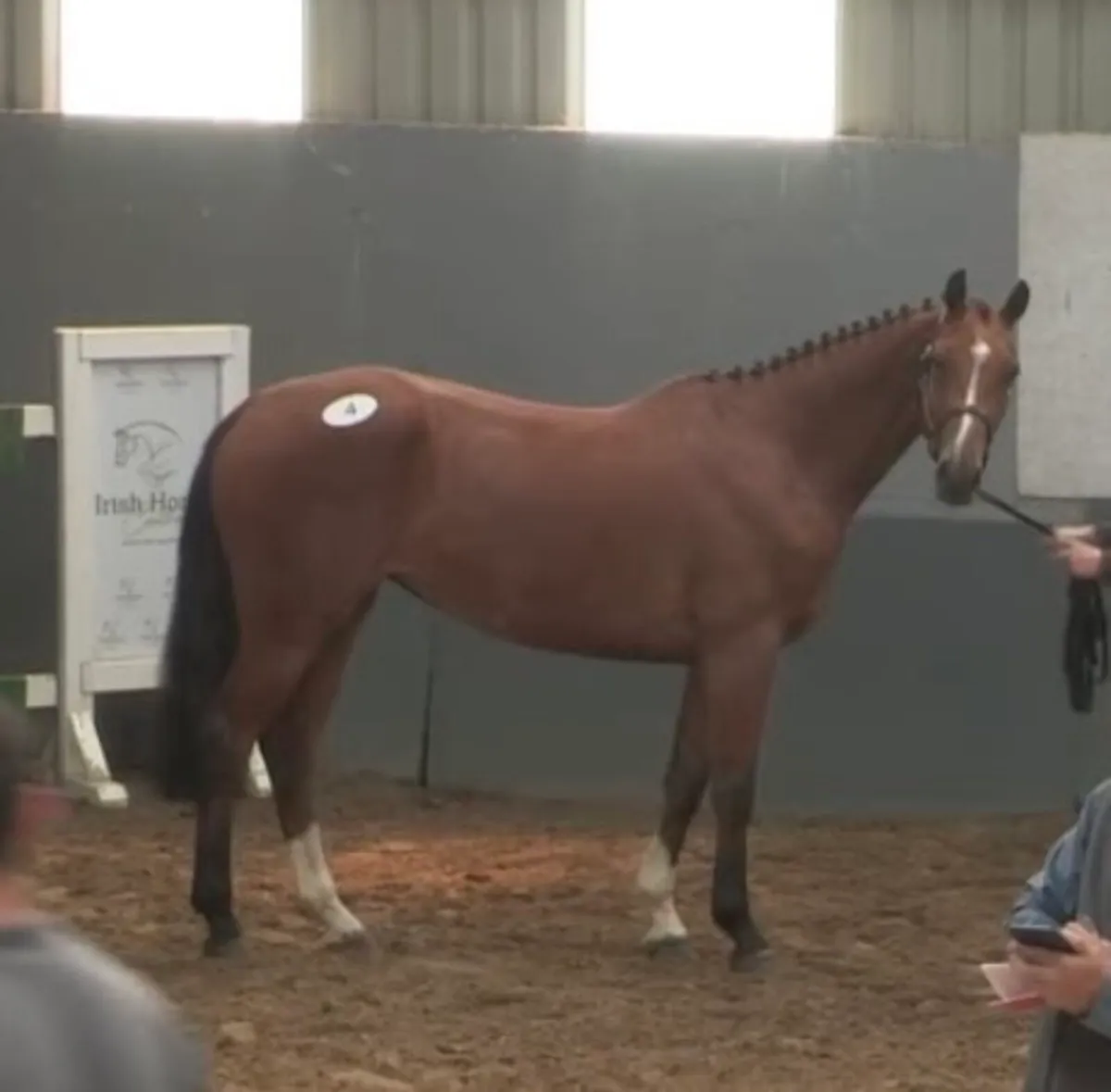 Lot 1243 Goresbridge Anchorman x Tyson 3yo filly - Image 3