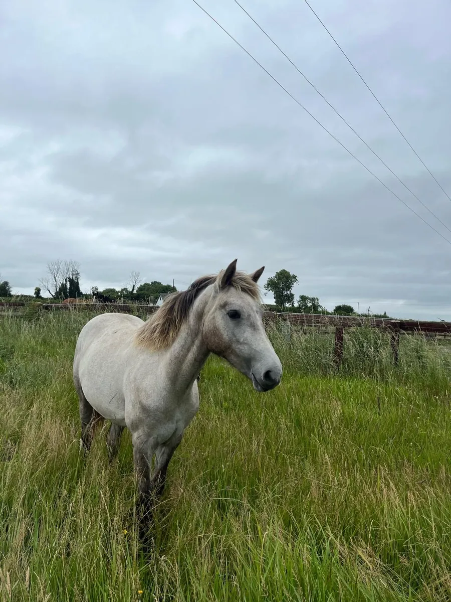 Connemara Filly (2024) - Image 1