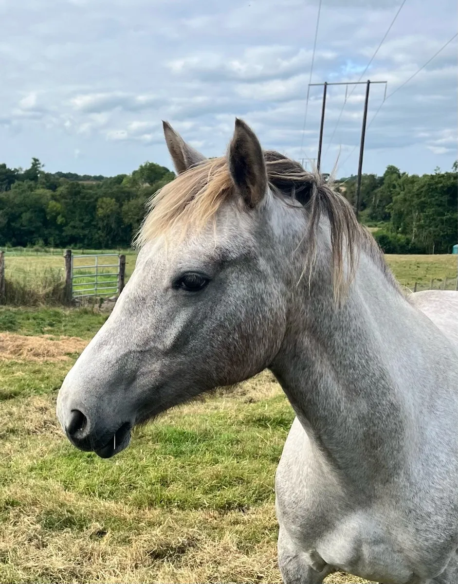 Connemara Filly (2024) - Image 2