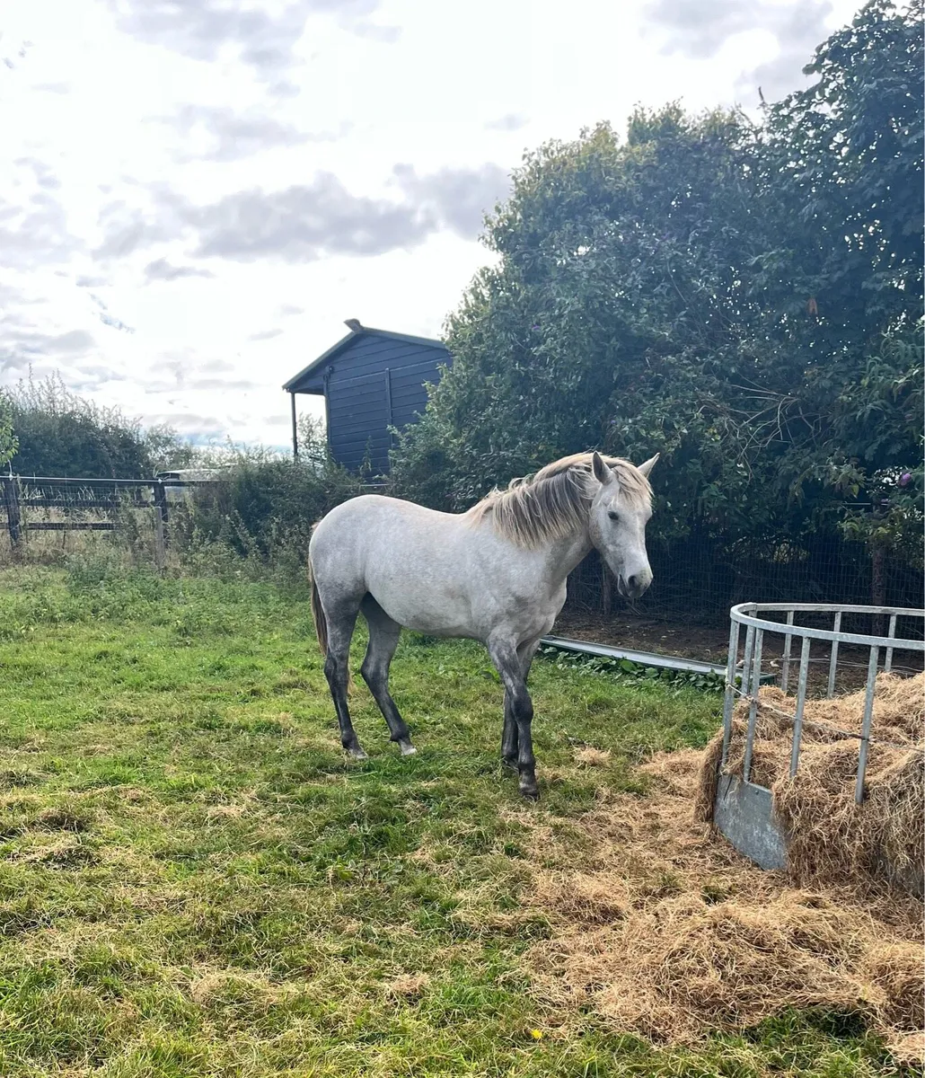 Connemara Filly (2024) - Image 3