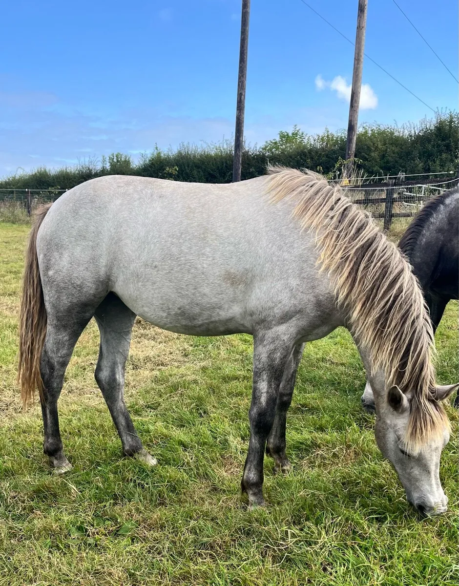 Connemara Filly (2024) - Image 4