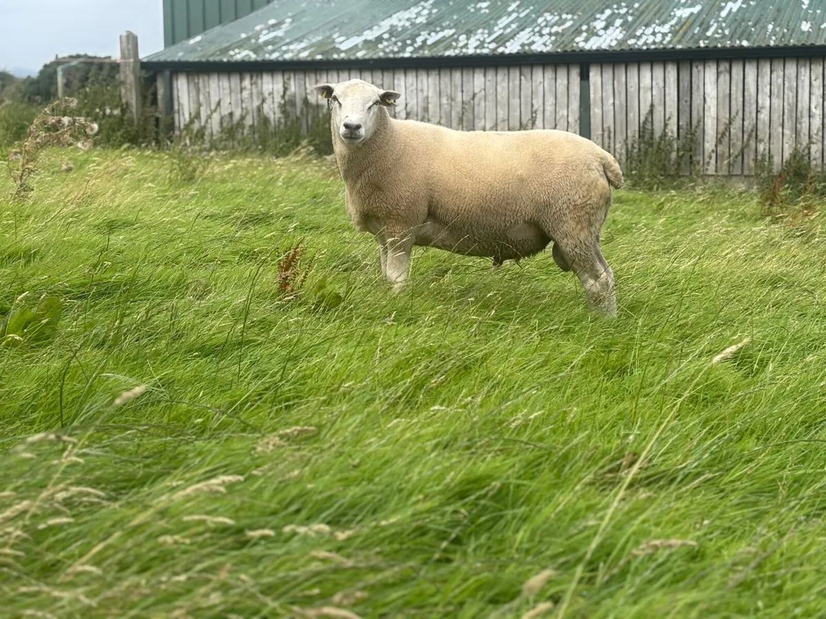 Belclare Shearling rams - Image 2