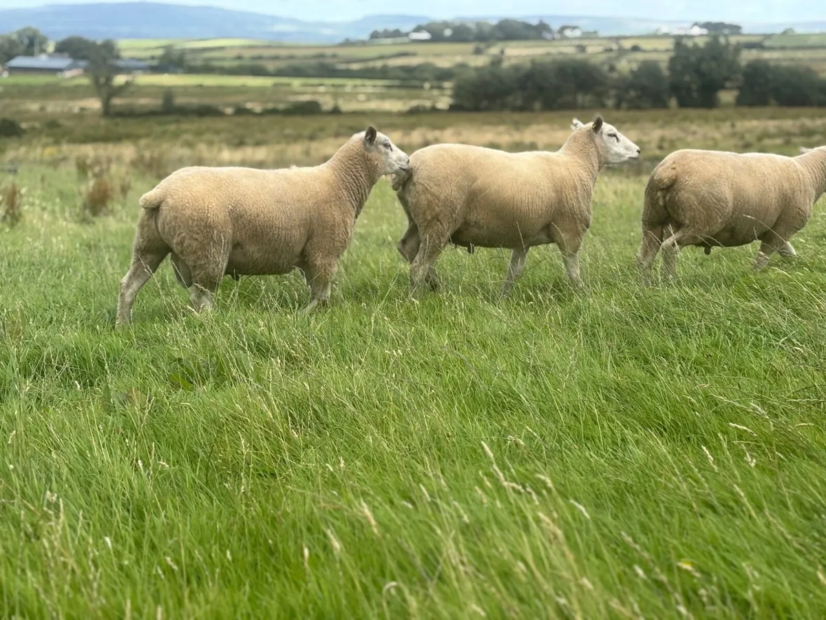 Belclare Shearling rams - Image 3