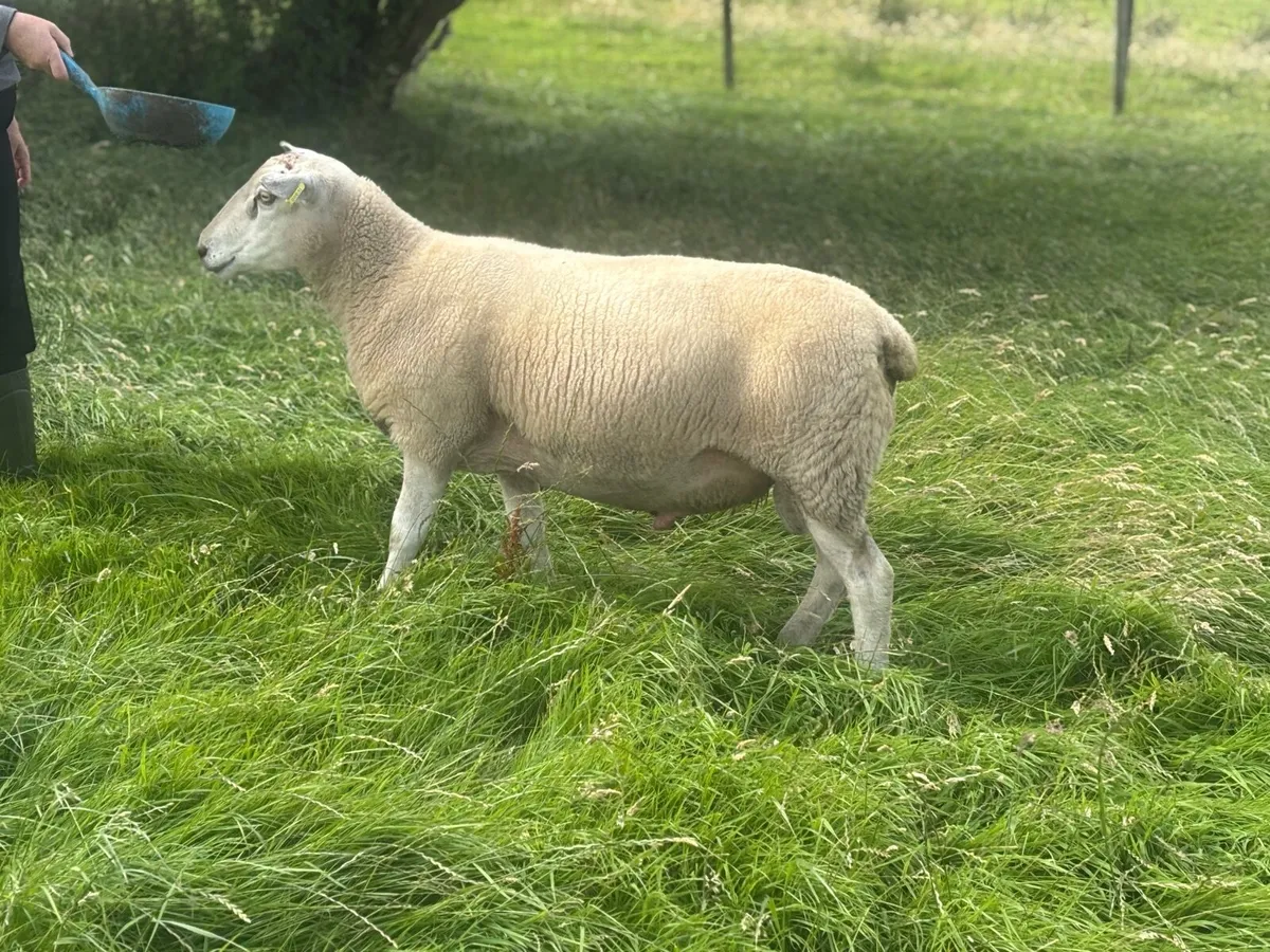 Belclare Shearling rams - Image 4