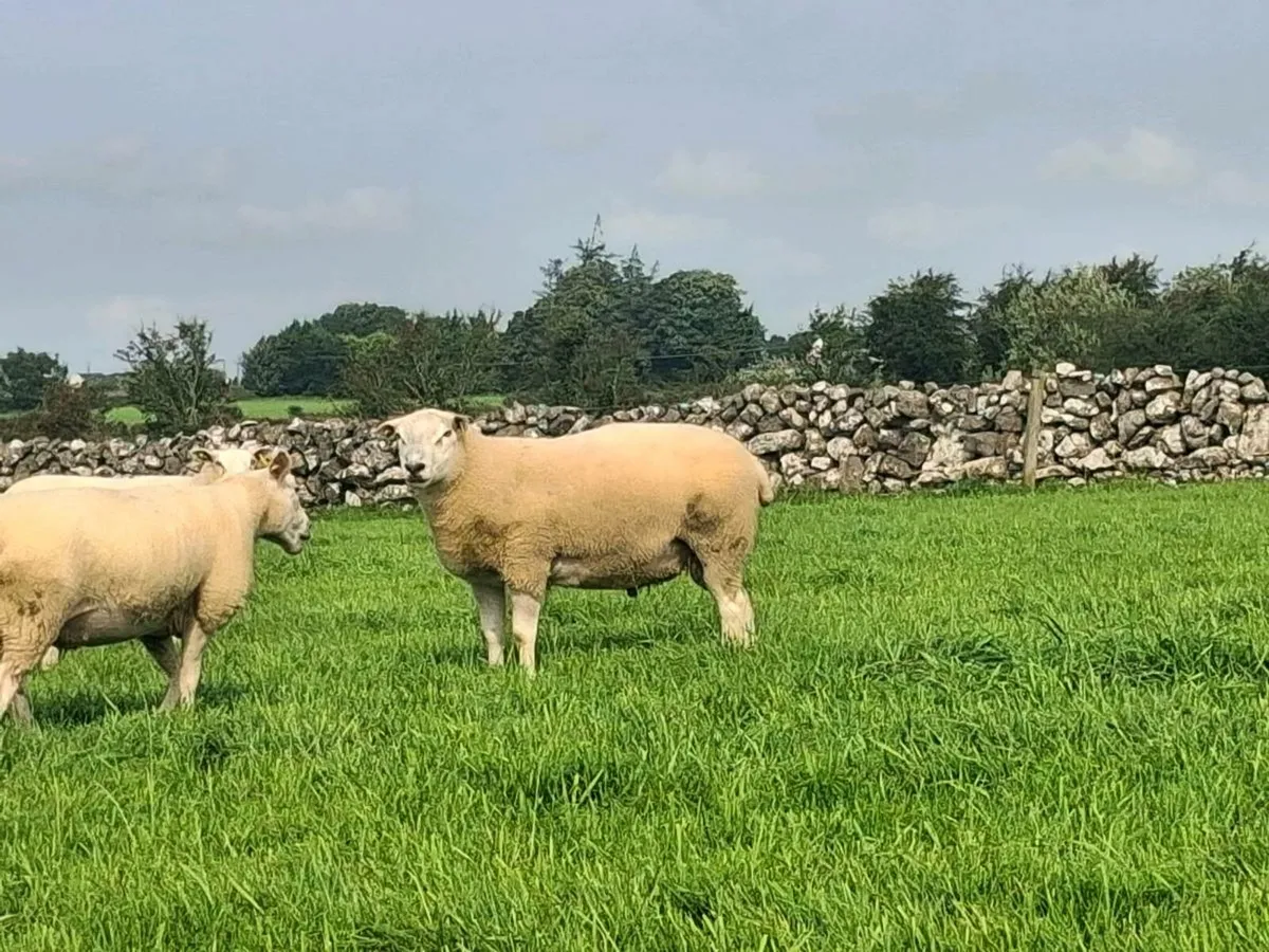 Belclare Ram - Image 2