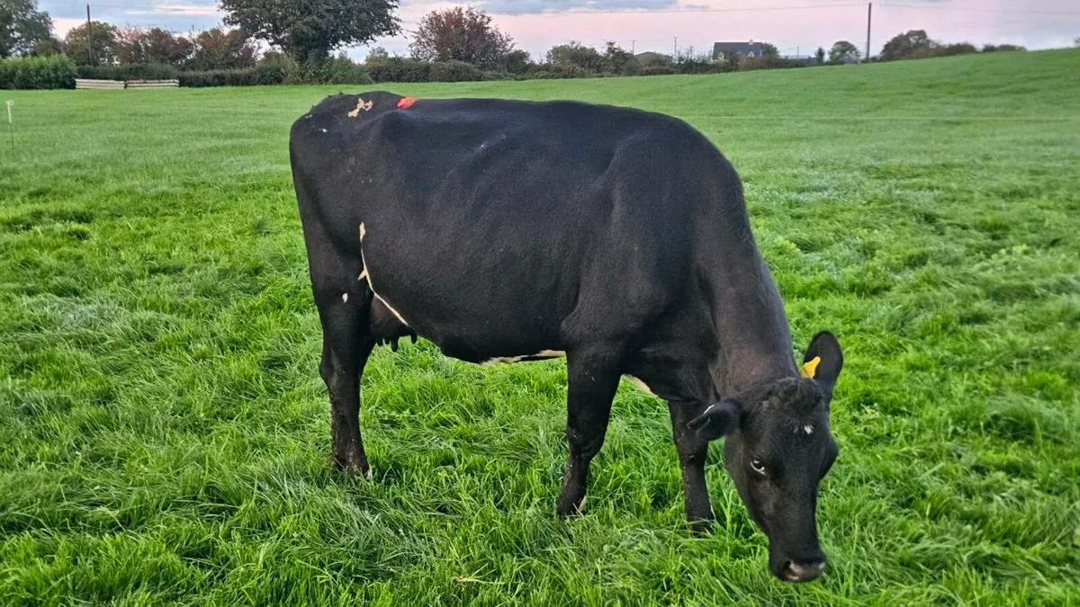Young empty cows - Image 2