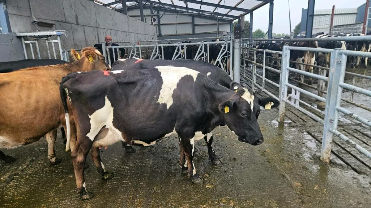 Young empty cows - Image 3