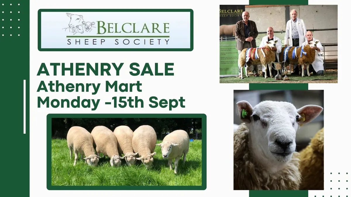 Athenry Belclare Ram & Hogget Sale - Image 1
