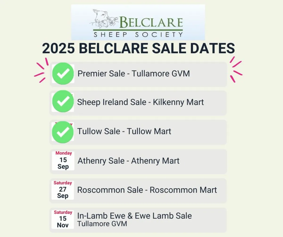 Athenry Belclare Ram & Hogget Sale - Image 2