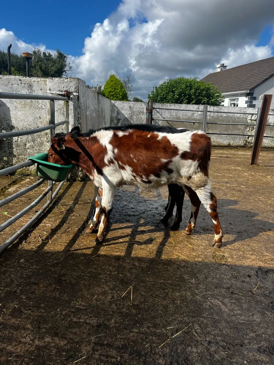 Shorthorn heifers - Image 1