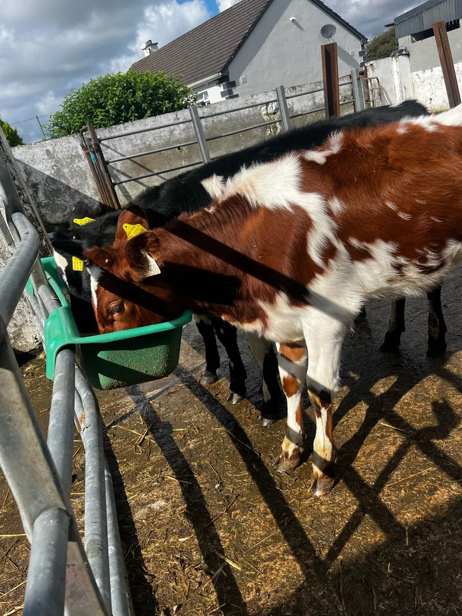 Shorthorn heifers - Image 2