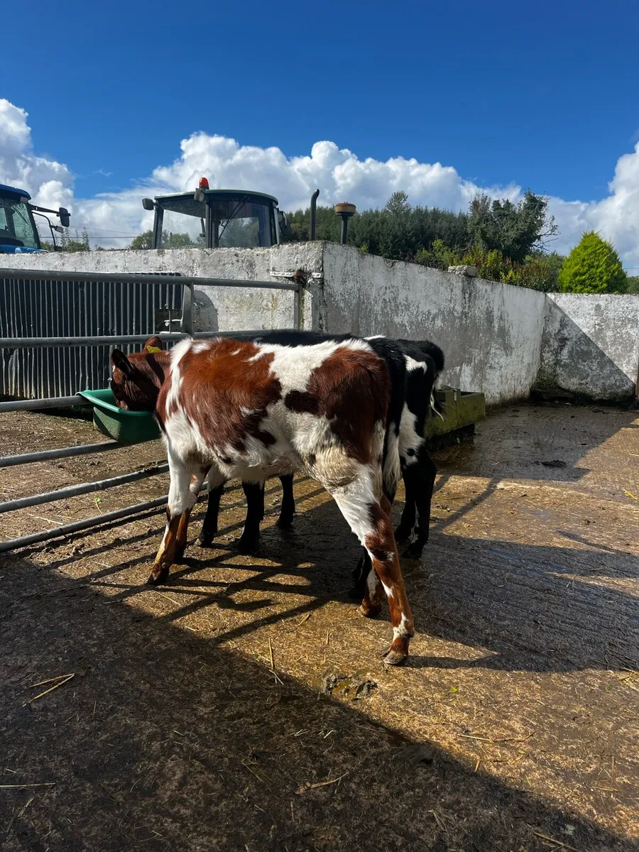 Shorthorn heifers - Image 3