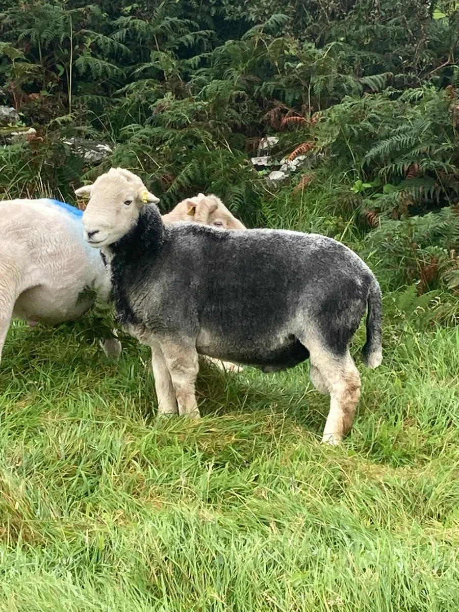 Herdwick Stock Ram - Image 1