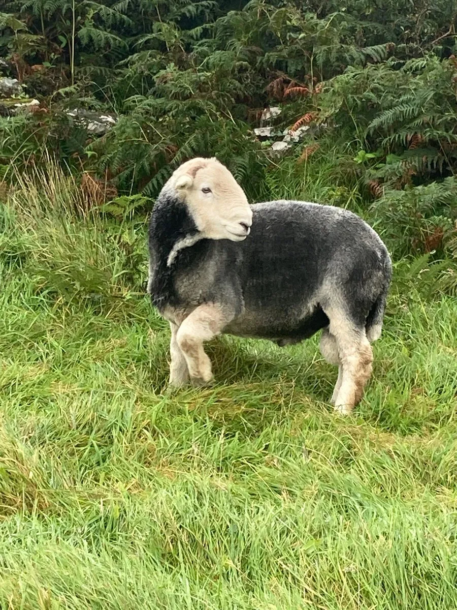 Herdwick Stock Ram - Image 2